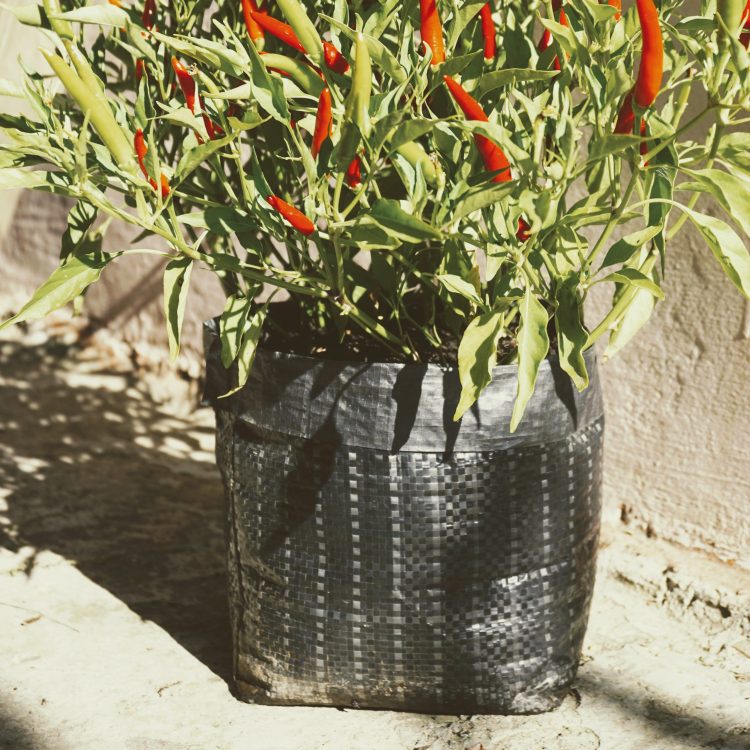 Chilli peppers growing in fabric pots.